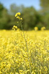 agriculture agricole vert  bio environnement terre planete  climat climatique rural ruralite campagne paysage Wallonie meteo culture colza carburant