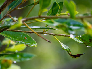 Image of green leaves of a tree with drops of dew