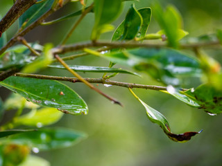 Image of green leaves of a tree with drops of dew