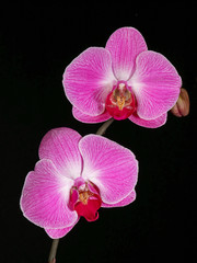 Naklejka na ściany i meble Studio portrait of the Hybrid pink Orchid Phalaenopsis