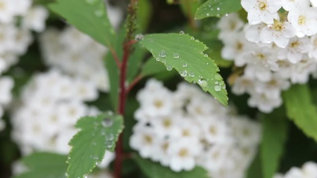 urginea maritima flover