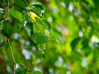 Fototapeta premium Image of green leaves of a tree with drops of dew