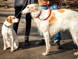 Dogs on a leash go for a walk