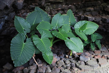 grandes feuilles d'alocasia