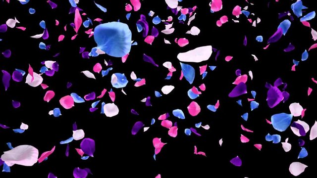 Romantic flying vibrant colorful white pink purple blue rose flower petals St Valentine's Day Mother's Day wedding anniversary greeting cards invitation birthday e-card Seamless loop 4k alpha isolated