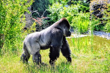 The western lowland gorilla (Gorilla gorilla gorilla) on the meadow