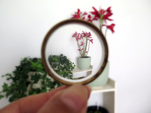 view of a plant through a concave hand lens