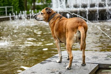 Big dog is having fun at the water