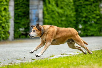Naklejka na ściany i meble Free-running dog runs in the park