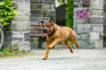 Free-running dog runs in the park