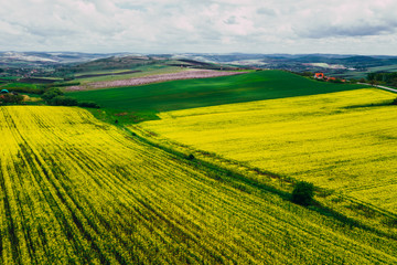 Fototapeta premium Drone view of rape fields