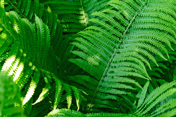 Lush bushes of vibrant green ferns on a sunny day in the forest