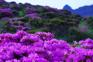 Obraz premium ミヤマキリシマの花が満開の阿蘇中岳の風景