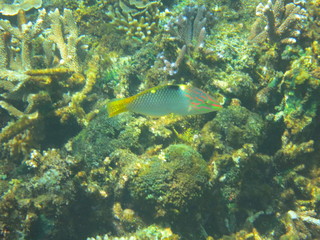 Arrecife de coral 