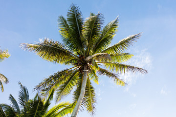 Obraz na płótnie Canvas Tree top of cocunut palm tree