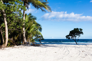 Vibrant tropical beach on Samoa Island with coconut palm trees and black rocks