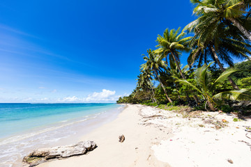 Vibrant tropical beach on Samoa Island with coconut palm trees and black rocks