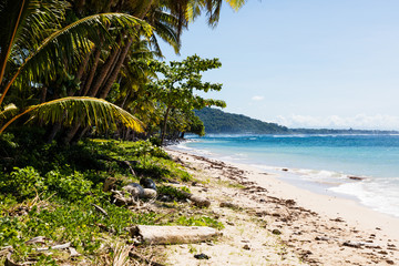 Vibrant tropical beach on Samoa Island with coconut palm trees and black rocks