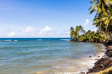 Vibrant tropical beach on Samoa Island with coconut palm trees and black rocks