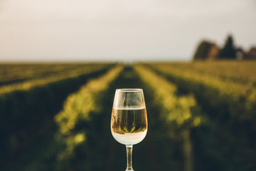 A fresh chilled glass of ice wine overlooking a Canadian vineyard during a Summer sunset - obrazy, fototapety, plakaty