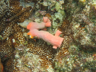 Corales en wakatobi