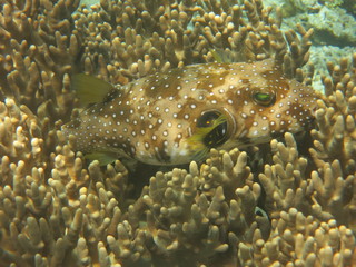Corales en wakatobi