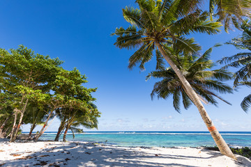 Vibrant tropical beach on Samoa Island with coconut palm trees and black rocks