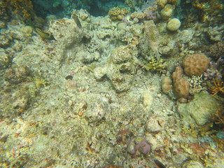Naklejka na ściany i meble Corales en wakatobi