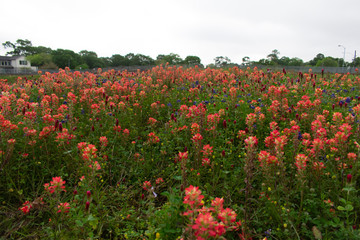 Texas bluebonnets in the Hill Country during Spring