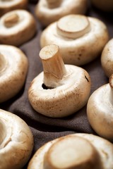 Mushrooms close up