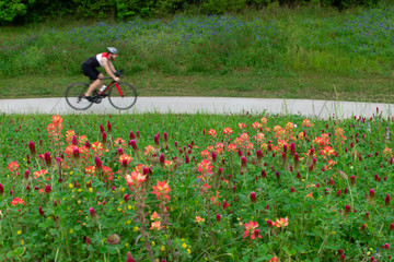 Man Biking for Exercise In Spring Through a Field of Flowers