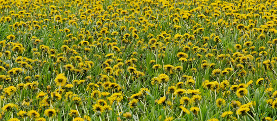 Dandelion field - panorama - banner