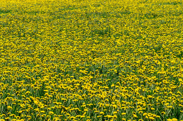 Obraz premium Meadow full of dandelion flowers
