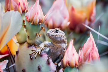 Western fence lizard (Sceloporus occidentalis) sitting among blooming Prickly Pear (Opuntia fragilis) cactus flowers ; San Francisco bay area, California; side view; blurred background