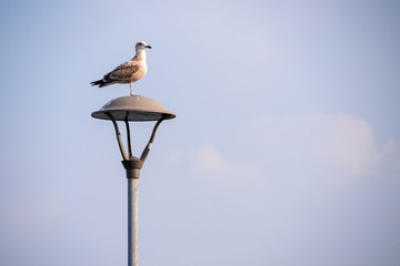 Obraz premium A seagull sitting on a street lamp