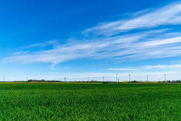 green field and blue sky