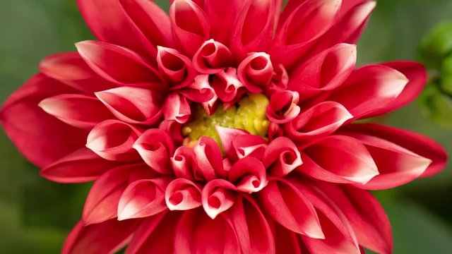 4K Time lapse of blooming Red Flower. Beautiful Dalia opening up. Timelapse of growing blossom big flower on green leaves background. Top view.
