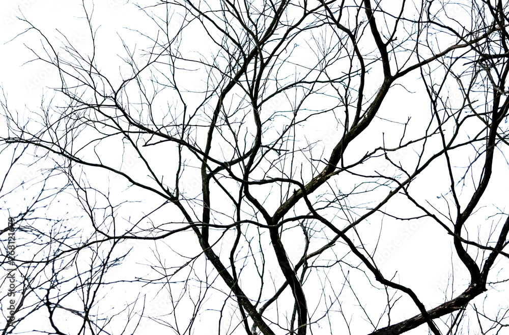 Wall mural silhouette dead tree and branch isolated on white background. black branches of tree backdrop. natur