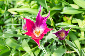 purple-red tulips on the grass background