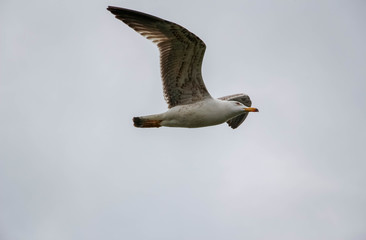 bird in the sky