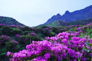 Obraz premium ミヤマキリシマの花が満開の阿蘇中岳の風景