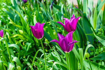 beautiful purple tulip in the sunny morning garden