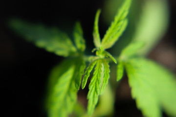 Thematic photo to legalize a plant hemp. Low THC technical cultivar with no drug value. Cannabis...