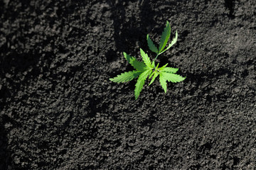 Thematic photo to legalize a plant hemp. Low THC technical cultivar with no drug value. Cannabis...