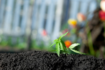 Thematic photo to legalize a plant hemp. Low THC technical cultivar with no drug value. Cannabis...