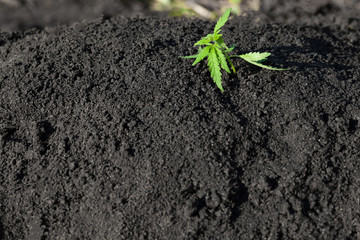 Thematic photo to legalize a plant hemp. Low THC technical cultivar with no drug value. Cannabis...