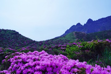 Obraz premium ミヤマキリシマの花が満開の阿蘇中岳の風景