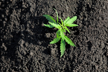 Thematic photo to legalize a plant hemp. Low THC technical cultivar with no drug value. Cannabis seedling, cultivated by hemp farmers to produce different types of CBD products