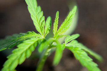 Thematic photo to legalize a plant hemp. Low THC technical cultivar with no drug value. Cannabis...