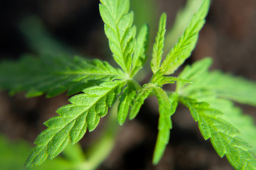 Thematic photo to legalize a plant hemp. Low THC technical cultivar with no drug value. Cannabis...